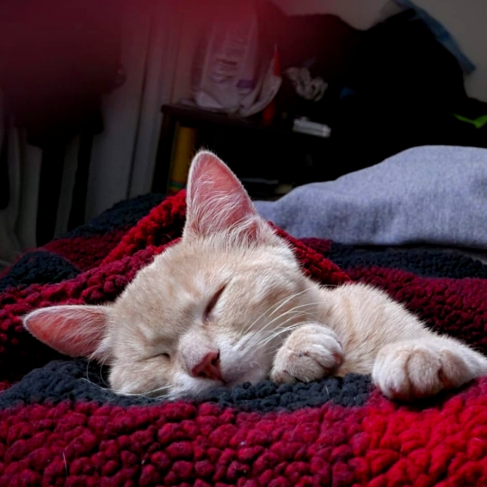 Meet your Posher, Sammy